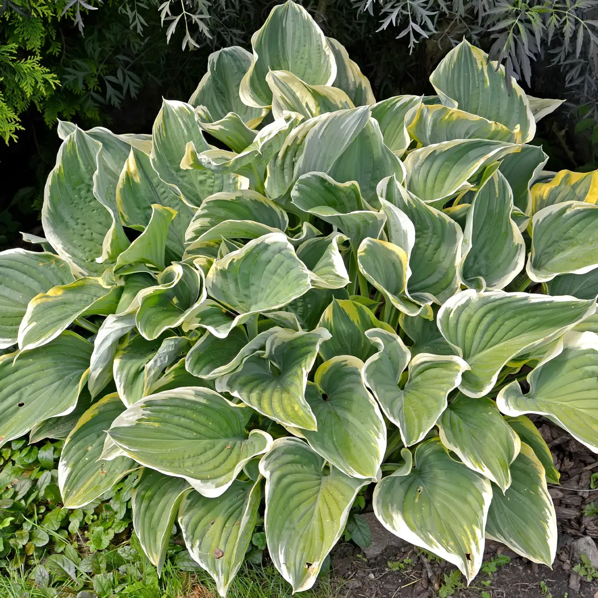 Collection variée de 12 plantes vivaces - 2 m² - Un massif fleuri clé en main