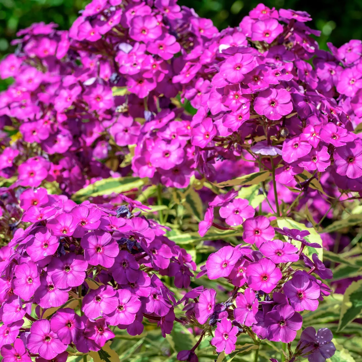Collection variée de 12 plantes vivaces - 2 m² - Un massif fleuri clé en main