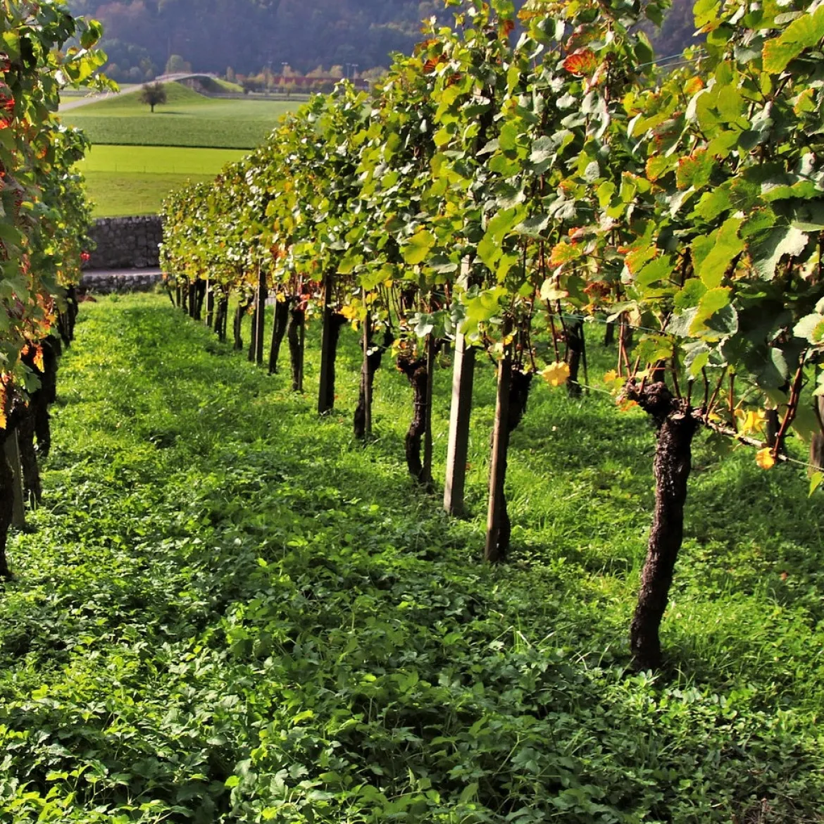 Collection Viticoles : Vitis Vinifera, Pinot Merlot, Chardonnay - Parfait pour des vins de caractère