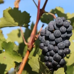 Collection Viticoles : Vitis Vinifera, Pinot Merlot, Chardonnay - Parfait pour des vins de caractère