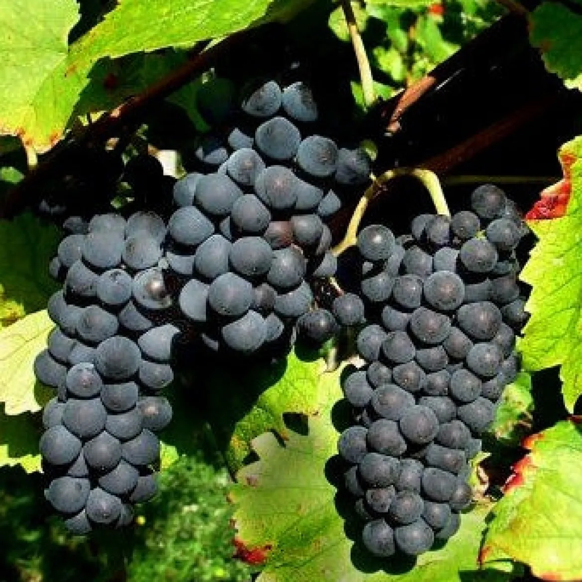 Collection Viticoles : Vitis Vinifera, Pinot Merlot, Chardonnay - Parfait pour des vins de caractère