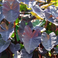 Colocasia Black Magic - Le feuillage noir qui change tout
