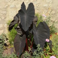 Colocasia Black Magic - Le feuillage noir qui change tout