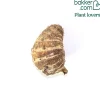 Colocasia esculenta - L'effet jungle en un été