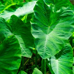 Colocasia esculenta - L'effet jungle en un été