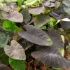 Colocasia Madeira - Oreille d'éléphant - Feuillage noir spectaculaire