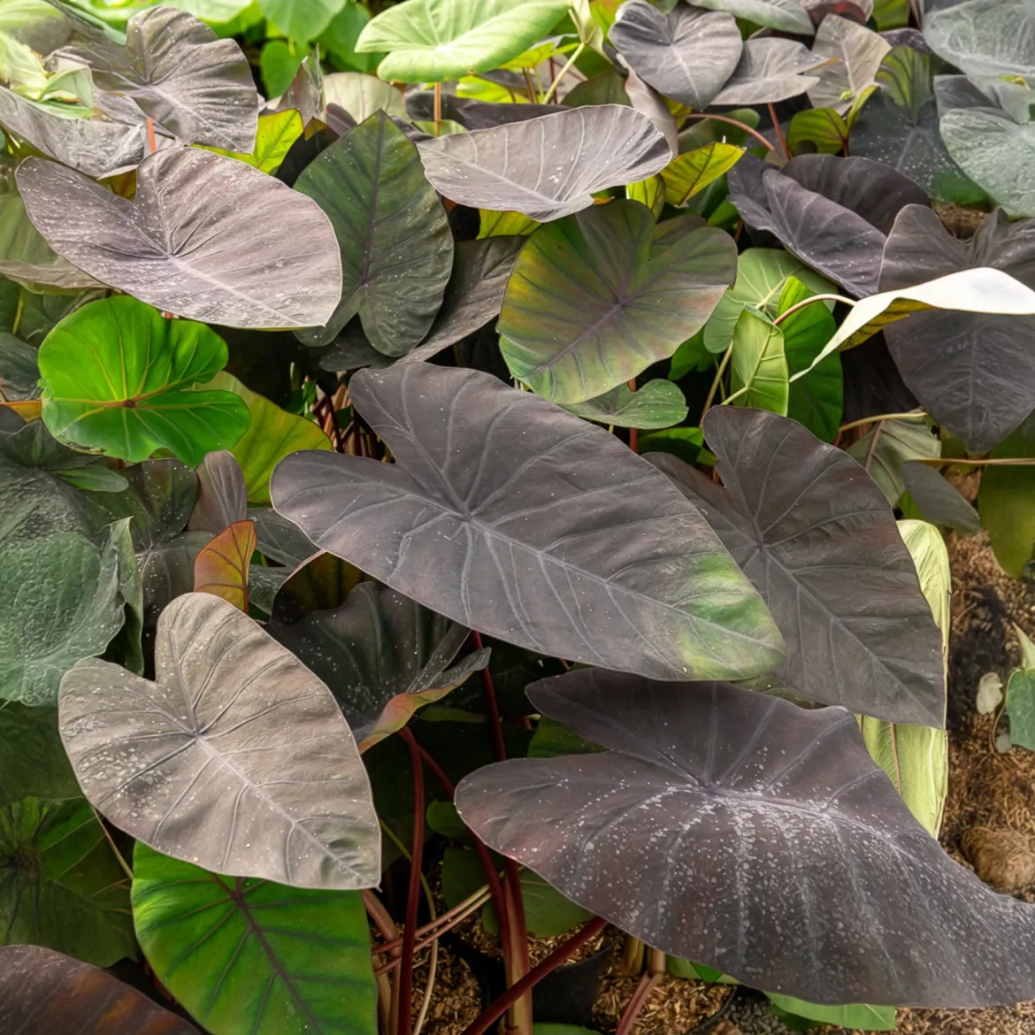 Colocasia Madeira - Oreille d'éléphant - Feuillage noir spectaculaire
