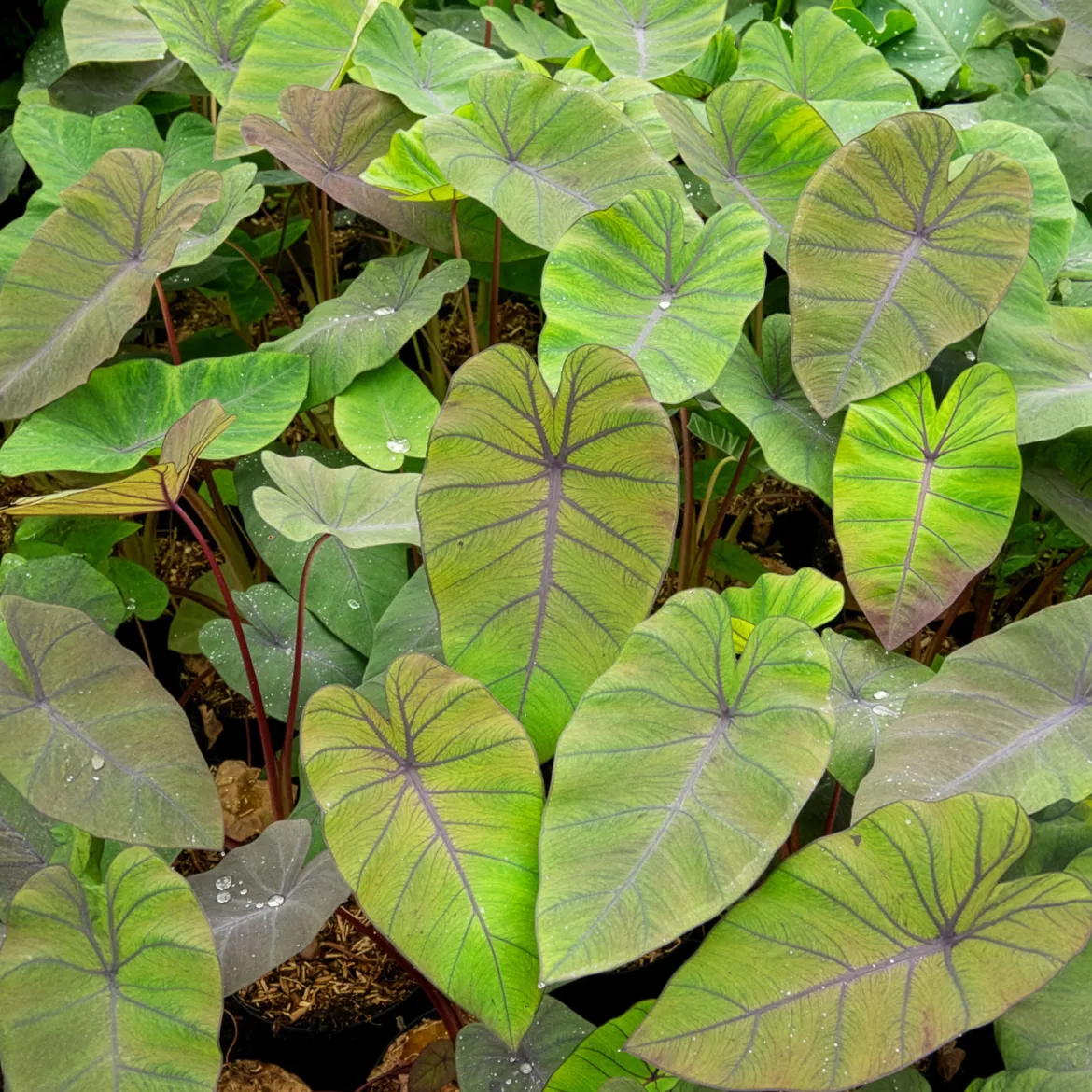 Colocasia Madeira - Oreille d'éléphant - Feuillage noir spectaculaire
