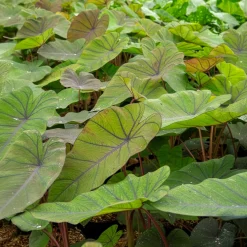 Colocasia Madeira - Oreille d'éléphant - Feuillage noir spectaculaire
