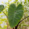 Colocasia Metallica - Oreille d'éléphant - Un feuillage géant qui change tout