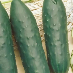Concombre 'Marketmore' bio - Récolte croquante tout l'été