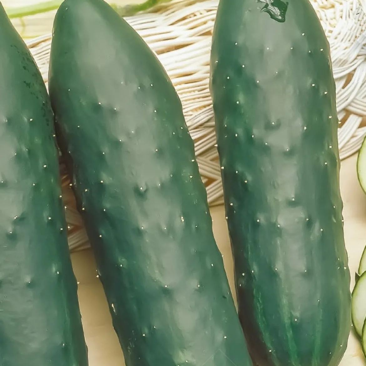Concombre 'Marketmore' bio - Récolte croquante tout l'été