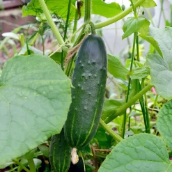 Concombre 'Marketmore' bio - Récolte croquante tout l'été