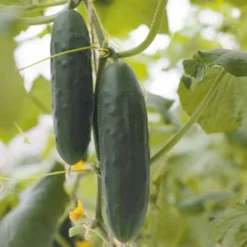 Concombre 'Marketmore' bio - Récolte croquante tout l'été