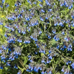 Consoude bleue - Un tapis bleu vite installé