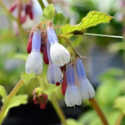 Consoude à grandes fleurs Goldsmith - L'ombre enfin fleurie