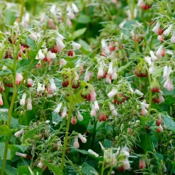Consoude à grandes fleurs Hidcote Pink - Le tapis rose des coins ombragés