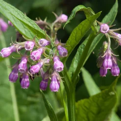 Consoude officinale - Le trésor du jardinier