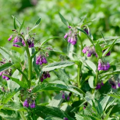 Consoude officinale Purpureum - Le potassium du jardinier