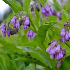 Consoude officinale Purpureum - Le potassium du jardinier