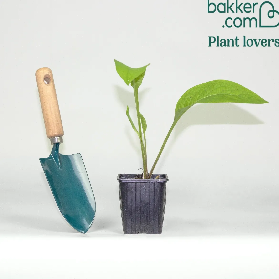 Consoude officinale Purpureum - Le potassium du jardinier