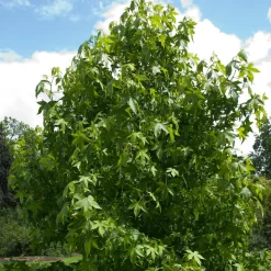 Copalme d'Amérique - Liquidambar - Un automne en feu au jardin