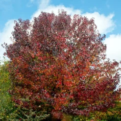 Copalme d'Amérique - Liquidambar - Un automne en feu au jardin