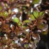 Coprosma Chocolate Soldier - Un feuillage chocolat toute l'année