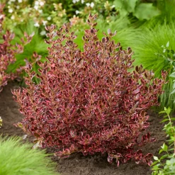 Coprosma repens Eclipse® - Un feuillage qui brille toute l'année