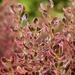 Coprosma repens Eclipse® - Un feuillage qui brille toute l'année