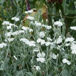 Coquelourde des jardins blanches - Feuillage argenté, fleurs pures