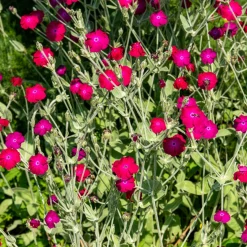 Coquelourde des jardins - Fuchsia éclatant tout l'été