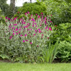 Coquelourde des jardins - Fuchsia éclatant tout l'été