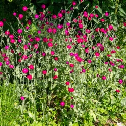 Coquelourde des jardins - Fuchsia éclatant tout l'été