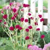 Coquelourde des jardins Gardener's World - Un fuchsia qui illumine tout