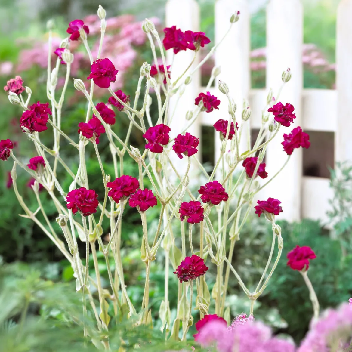 Coquelourde des jardins Gardener's World - Un fuchsia qui illumine tout
