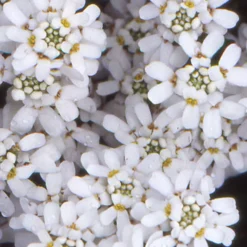 Corbeille d'argent - Un tapis blanc dès le printemps