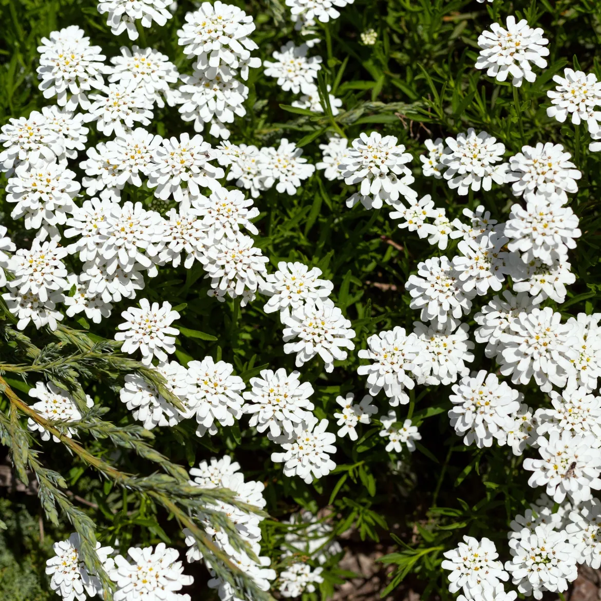 Corbeille d'argent - Un tapis blanc dès le printemps