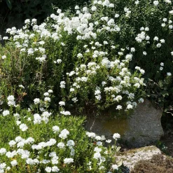 Corbeille d'argent - Un tapis blanc dès le printemps