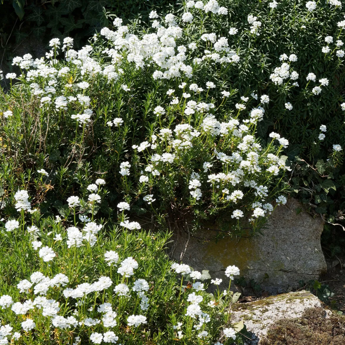 Corbeille d'argent - Un tapis blanc dès le printemps