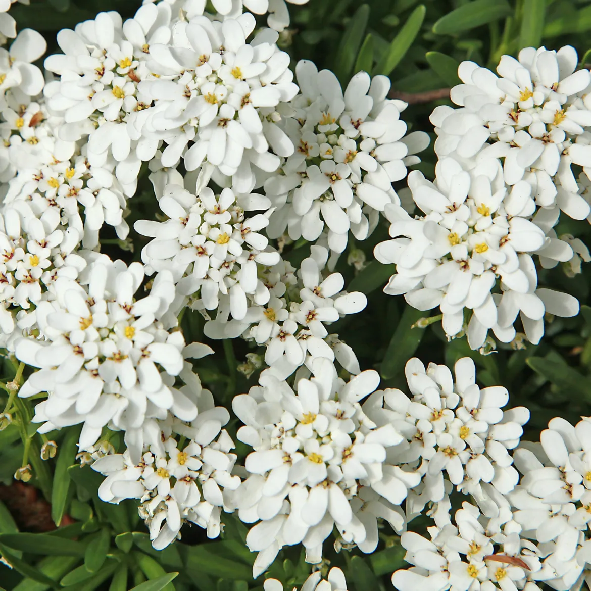 Corbeille d'argent - Un tapis blanc dès le printemps