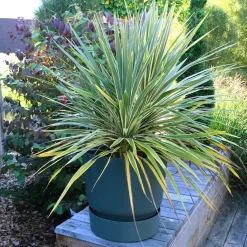 Cordyline australe Fantasy ® - Feuillage tropical toute l'année