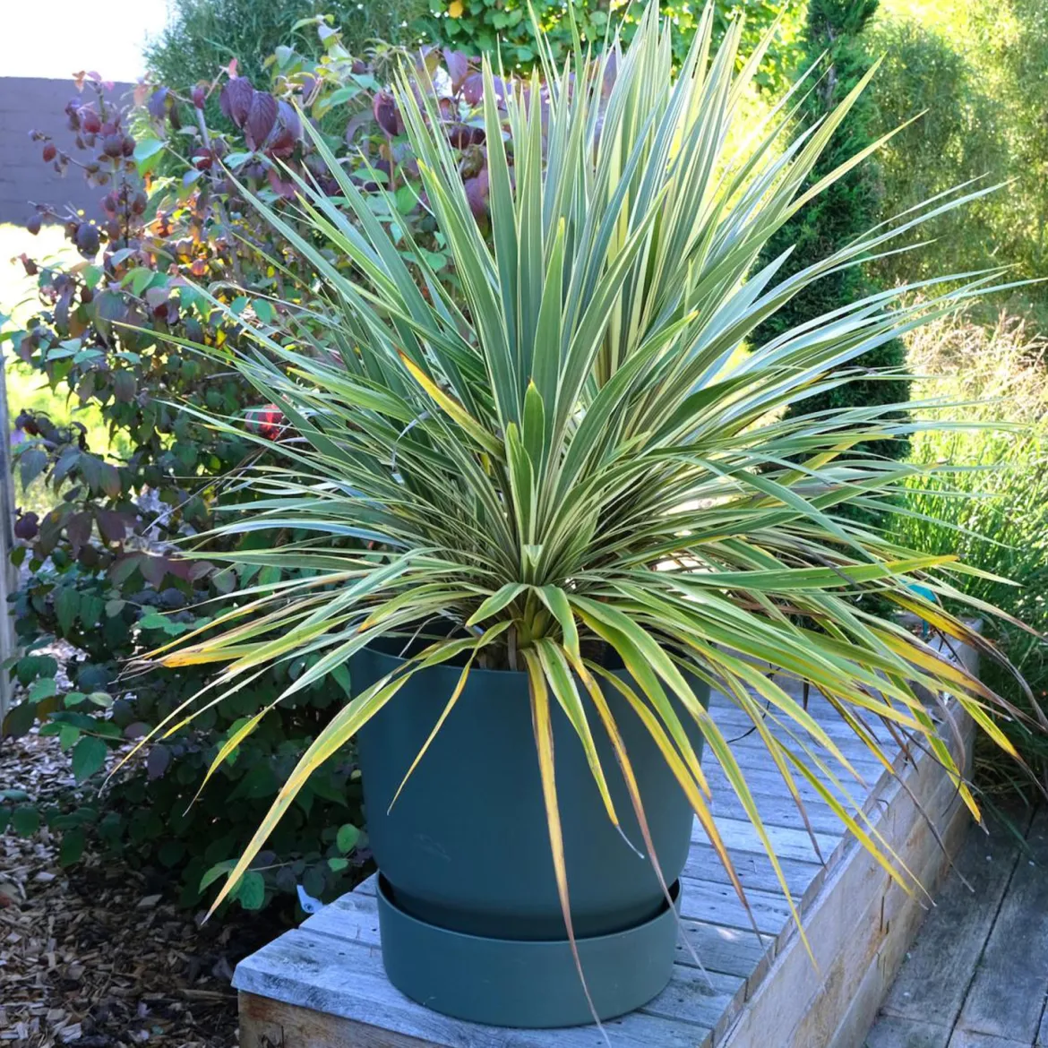 Cordyline australe Fantasy ® - Feuillage tropical toute l'année