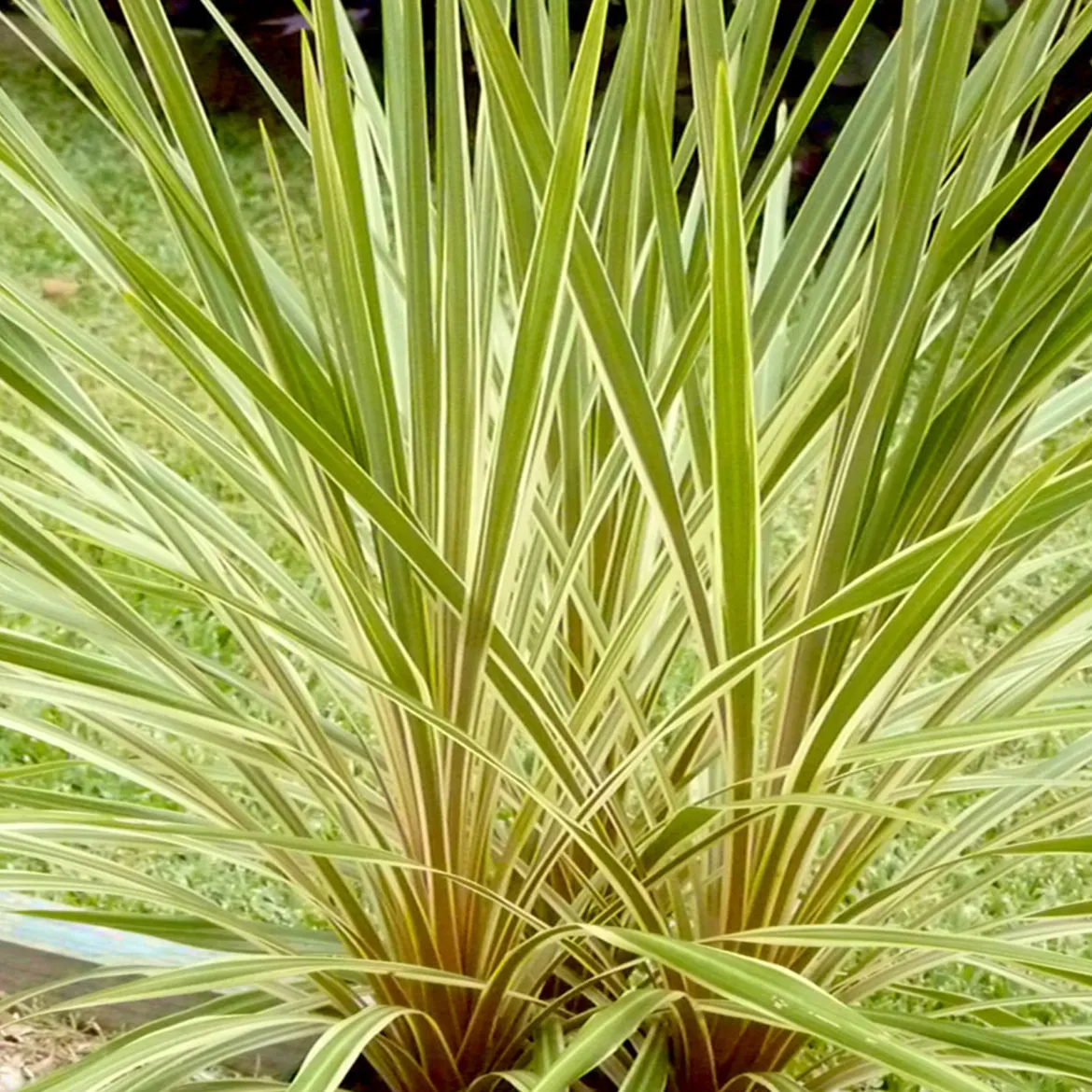 Cordyline australe Fantasy ® - Feuillage tropical toute l'année