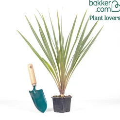 Cordyline australe Fantasy ® - Feuillage tropical toute l'année