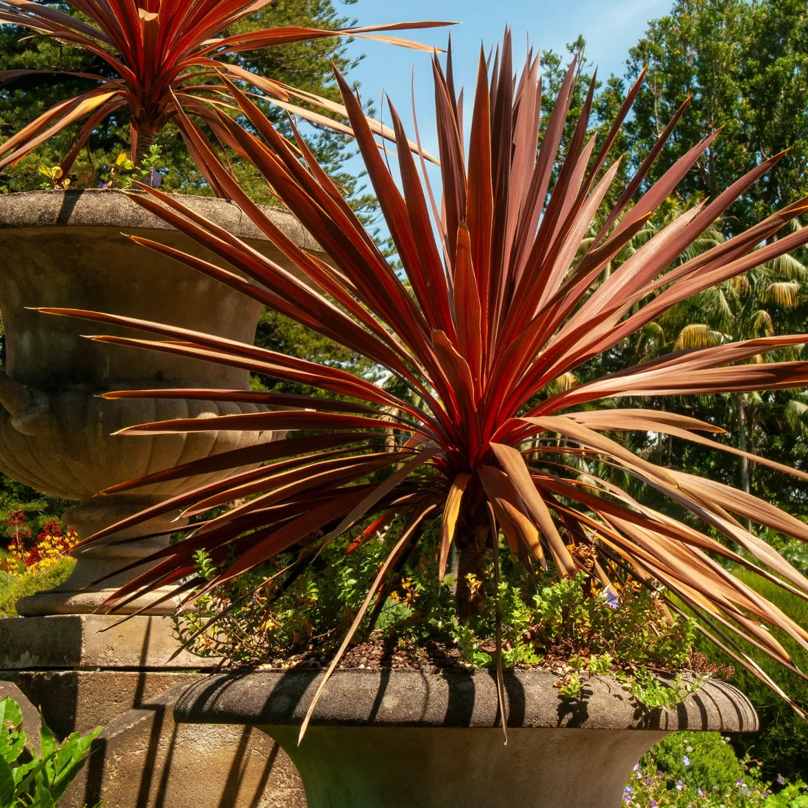 Cordyline australe Red Star - Un air d'exotisme instantané