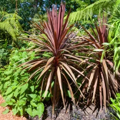 Cordyline australe Red Star - Un air d'exotisme instantané