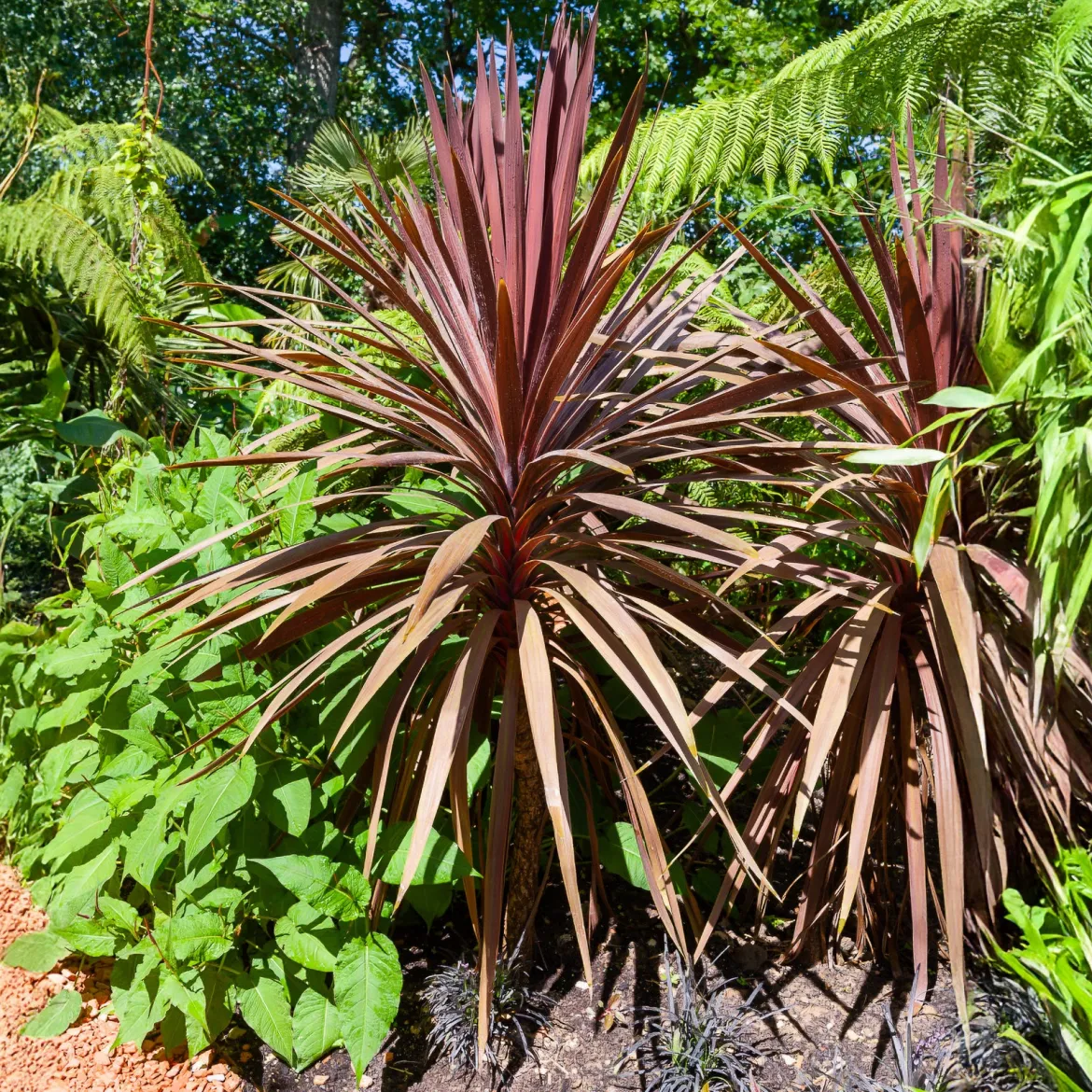 Cordyline australe Red Star - Un air d'exotisme instantané