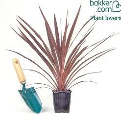 Cordyline australe Red Star - Un air d'exotisme instantané