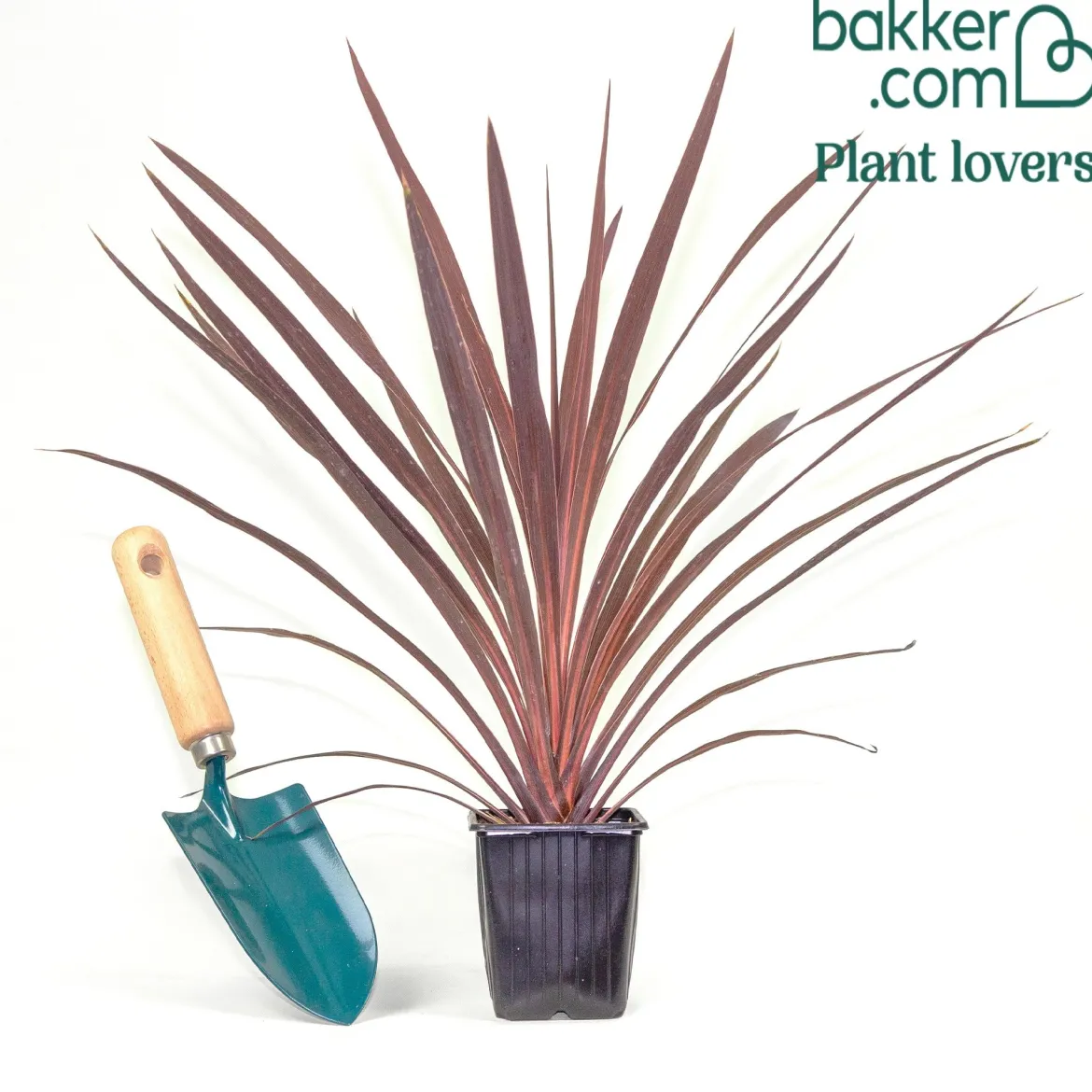 Cordyline australe Red Star - Un air d'exotisme instantané